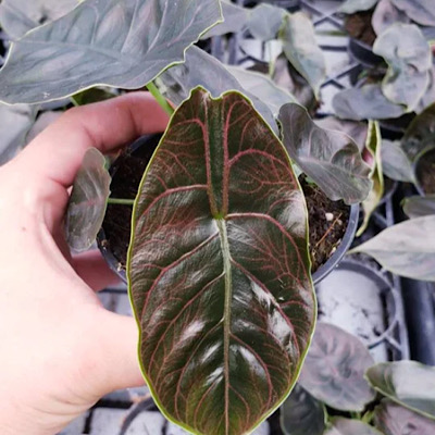 4" Alocasia Red Mambo